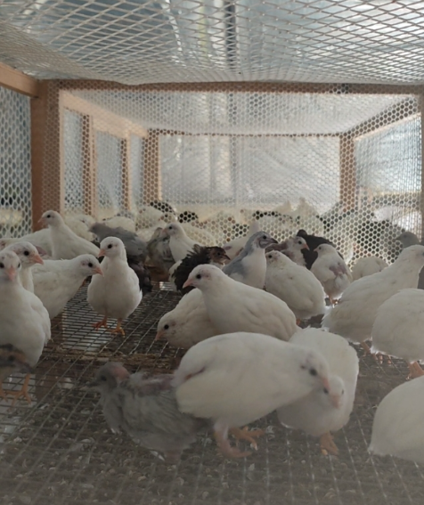 怎么将卖芦丁鸡作为自己的主业?需要怎么做? 第4张 怎么将卖芦丁鸡作为自己的主业?需要怎么做? 第4张